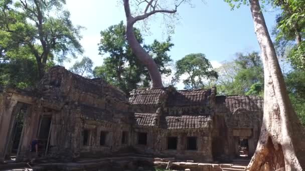 Ta prohm tempel, Cambodja — Stockvideo