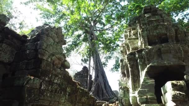Baum auf dem Theta Prohm Tempel, angkor wat — Stockvideo
