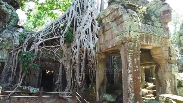 Ta prohm chrám — Stock video