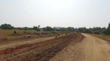 Bagan Myanmar yaşam