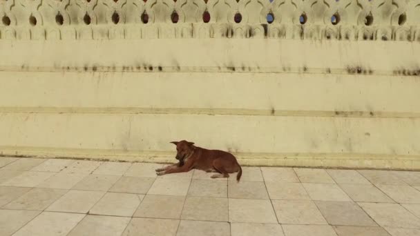 Bupaya pagode gouden stoepa, Bagan — Stockvideo