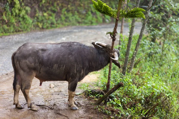 Vietnam Büffel Katzendorf Teil Des Hoang Pfandrechts Nationalparks Sapa — Stockfoto