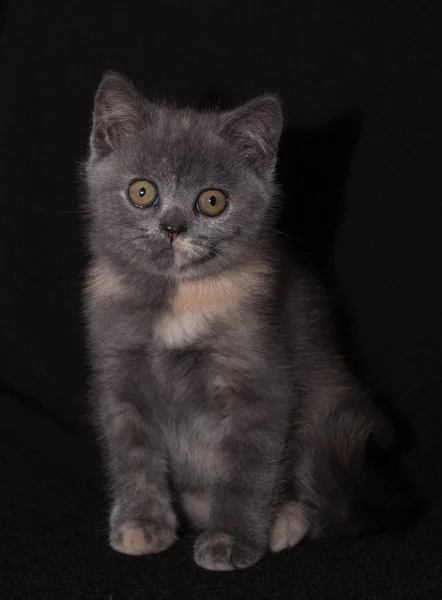 Evcil hayvanlar, safkan kediler, siyah arka planda kedi yavrusu, güzel kedi yavrusu.