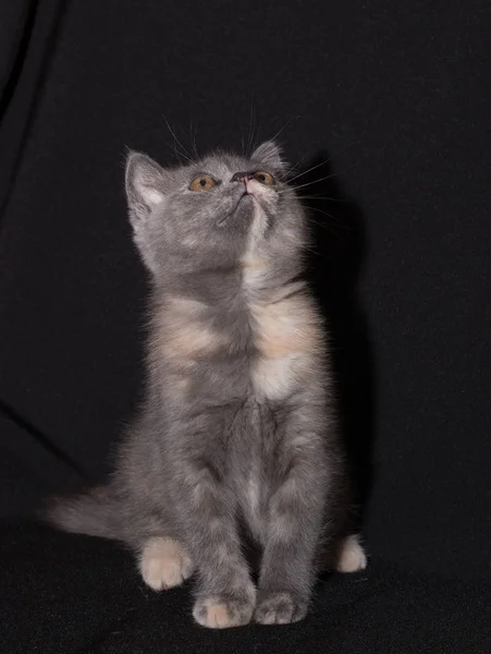 Animais Estimação Gatinhos Raça Pura Gatinho Fundo Preto Gatinho Bonito — Fotografia de Stock