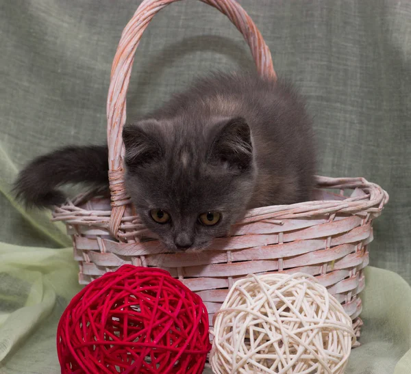 Evcil hayvanlar, safkan kediler, siyah arka planda kedi yavrusu, güzel kedi yavrusu.