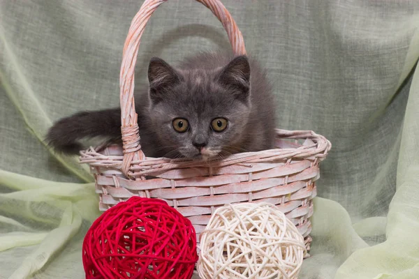 Evcil hayvanlar, safkan kediler, siyah arka planda kedi yavrusu, güzel kedi yavrusu.