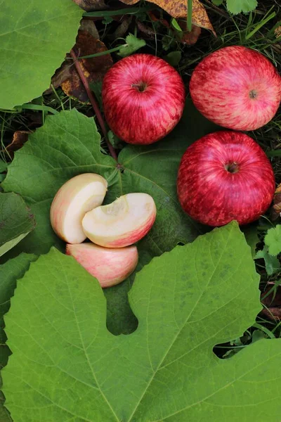 Sonbahar. sepetteki kırmızı elmalar, sonbahar yaprakları