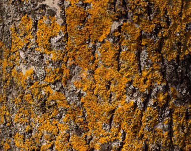 Ağaç kabuğu, yosun ve liken.