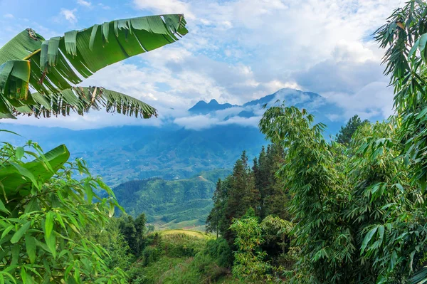 Teraslı pirinç tarlası ve bulutlardaki dağ manzarası çok güzel. Ön planda büyük muz ve bambu yaprakları vardır. Kedi köyü, popüler turist gezisi mekanı. Sapa, Lao Cai Eyaleti, Kuzeybatı Vietnam