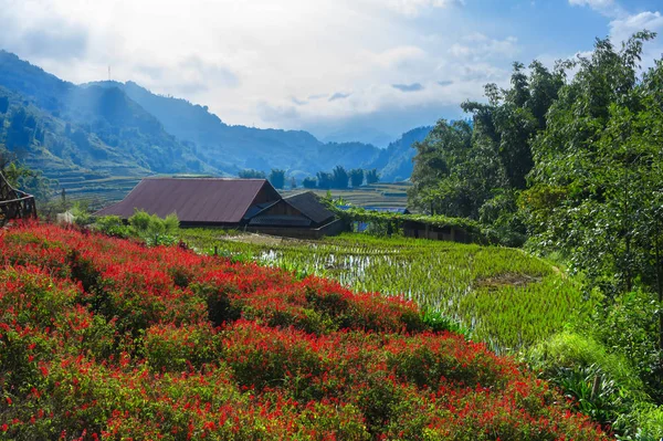 Teras pirinç tarlası, kırmızı çiçekler ve dağ manzarası. Sapa, Vietnam