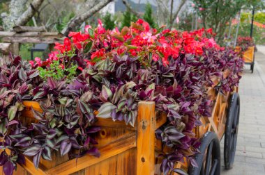 Colorful flowers on trolley or cart wooden in garden
