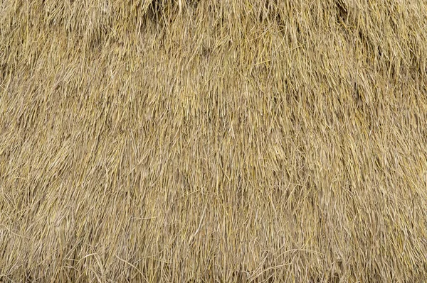 Dry straw neatly stacked vertically. Grass hay. Background texture