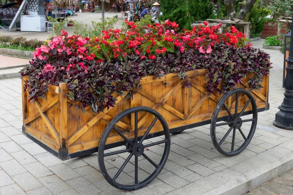 Colorful flowers on trolley or cart wooden in garden