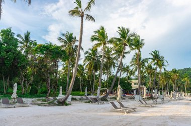 Hindistan cevizi ağaçlarıyla çevrili boş güverte sandalyeleri olan ıssız bir sahil. Bai sao plajı, Phu Quoc, Vietnam