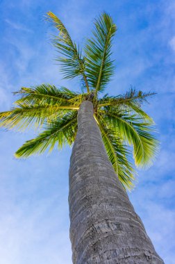 Berrak Mavi Gökyüzünde Palmiye Ağaçlarının Tepesi