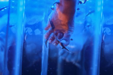 The girl's legs hold their feet in blue water with fish. Foot cleaning with fish in the aquarium. Pedicure. Spa treatment legs.