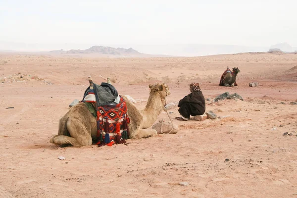 Jordan Dic 2009 Pastor Camellos Beduino Descansa Cerca Manada Camellos — Foto de Stock