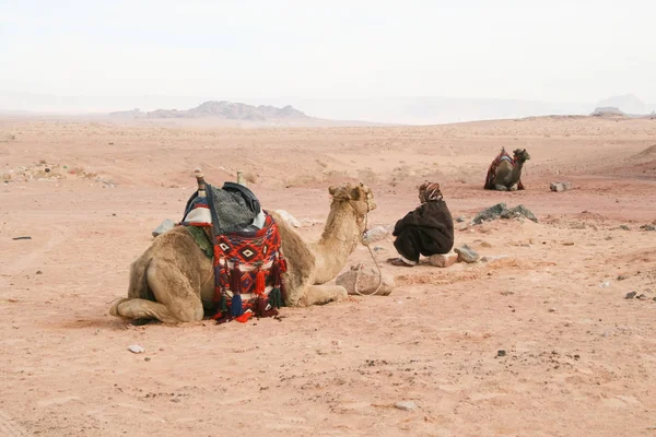 Jordan Décembre 2009 Éleveur Chameaux Bédouins Repose Près Son Troupeau — Photo