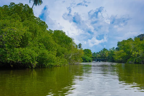  Madu Nehri Safari, güzel tropikal nehir kıyısı. Çok güzel mavi bir gökyüzü. Küçük köprü. Balapitiya, Sri Lanka