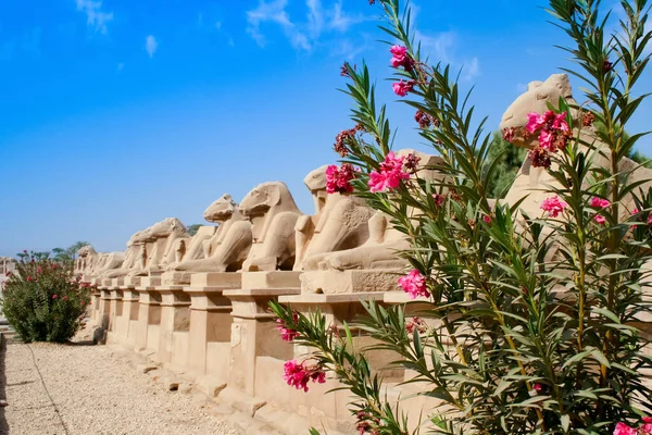 Starożytne Posągi Barana Pobliżu Kwitnących Kwiatów Świątyni Karnak Luksorze Egipt — Zdjęcie stockowe
