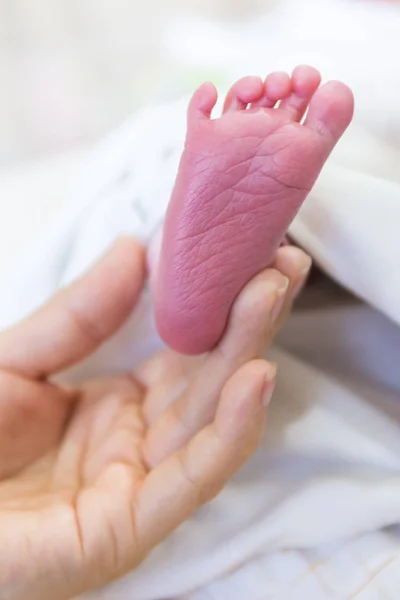 Recém-nascido bebê pés em mães mãos . — Fotografia de Stock