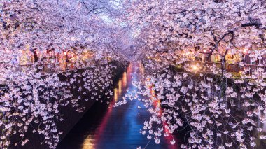 Kiraz çiçeği veya Sakura Meguro kanalında.
