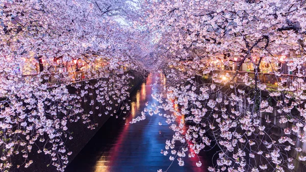 Kiraz çiçeği veya Sakura Meguro kanalında.