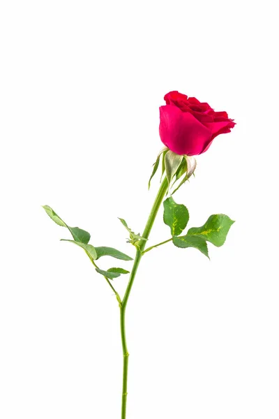 Piękna czerwona róża. — Zdjęcie stockowe