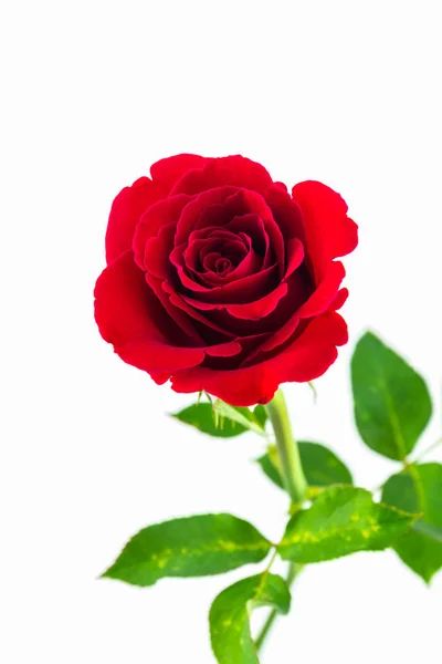 Rosa vermelha bonita . — Fotografia de Stock