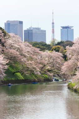 Chidorigafuchi park bahar mevsiminde.