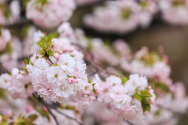 Kiraz çiçeği, Sakura Sezon Japonya'da. 