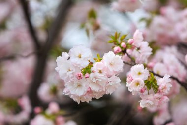Kiraz çiçeği, Sakura Sezon Japonya'da. 