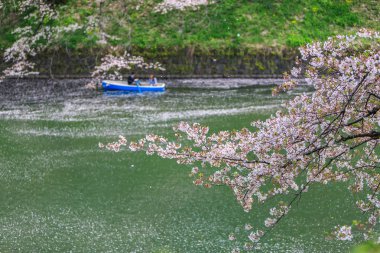 Chidorigafuchi park bahar mevsiminde.