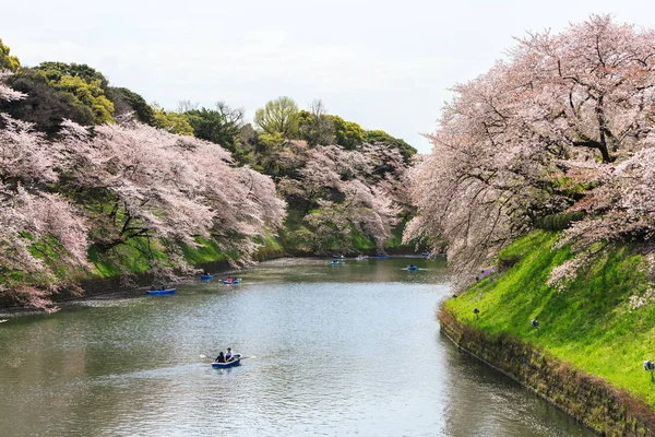 Parque Chidorigafuchi durante a temporada de primavera . — Fotografia de Stock