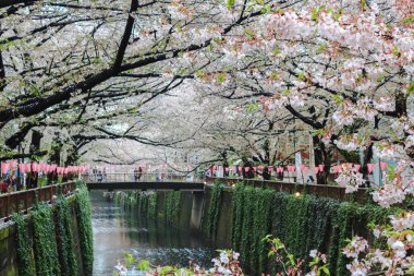 Kiraz çiçeği veya Sakura Meguro kanalında.