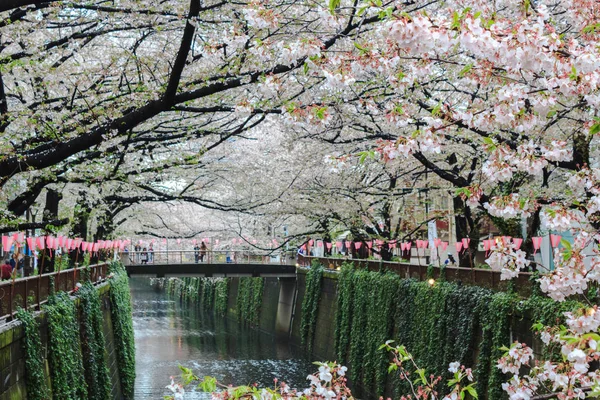Cherry blossom or Sakura at Meguro Canal. — Stock Photo, Image