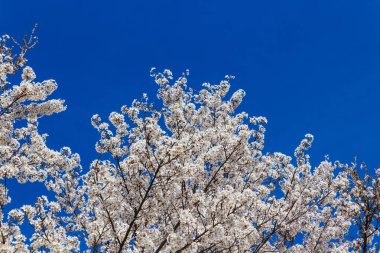 Kiraz çiçeği, Sakura Sezon Japonya'da.