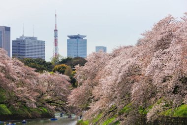 Chidorigafuchi park bahar mevsiminde.