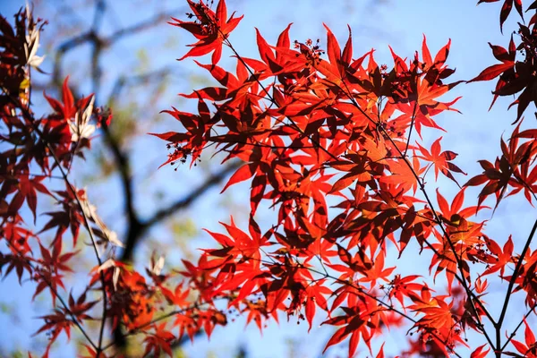 Folhas de bordo vermelhas. — Fotografia de Stock