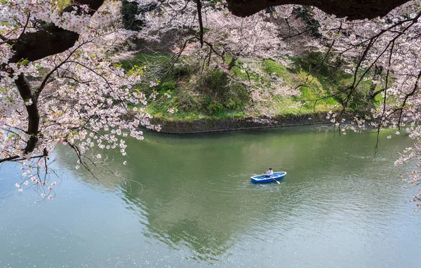 Parque Chidorigafuchi durante a temporada de primavera . — Fotografia de Stock