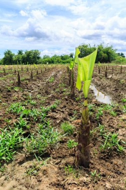 Muz gruptaki yerdeki genç muz ağacı.