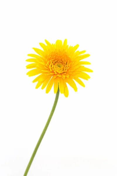Closeup žlutá gerbera sedmikráska květ. — Stock fotografie