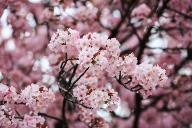 Kiraz çiçeği, Sakura Sezon Japonya'da. 