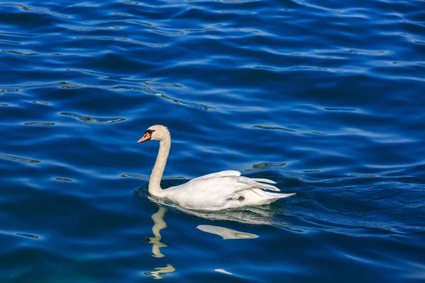 卢塞恩湖上的白天鹅. — 图库照片