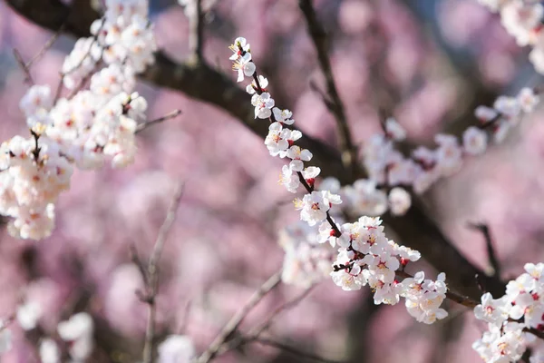 Kiraz çiçeği, Sakura Sezon Japonya'da. 