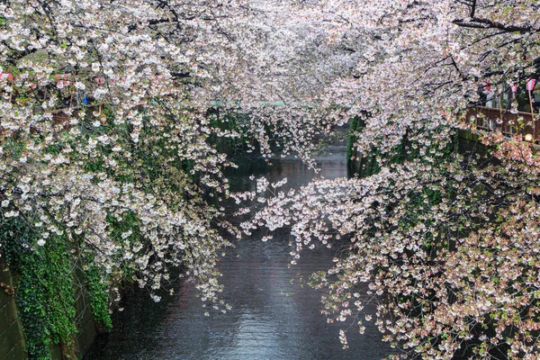 Nakameguro kanálu této oblasti je populární sakura v Tokiu. — Stock fotografie