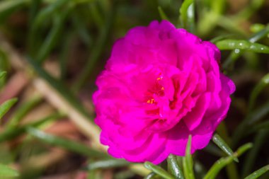 doğa arka planda, ortak Semizotu Pembe çiçek.