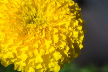 Bahçedeki kadife çiçekleri. 