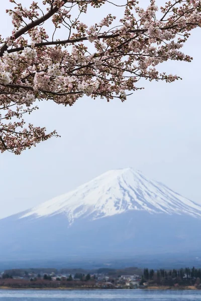 Cherry blossom with Mount fuji at Lake kawaguchiko background.