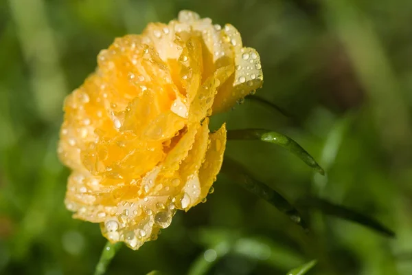 Gele bloem op natuur achtergrond, gemeenschappelijke postelein. — Stockfoto